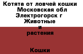 Котята от ловчей кошки.  - Московская обл., Электрогорск г. Животные и растения » Кошки   